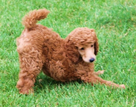 Standard Poodle Photo Al 5