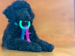 sirius